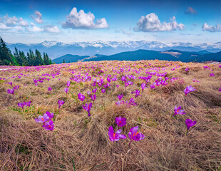 Exciting spring view of blooming crocuses on mountain meadow. Attractive morning scene of Carpathian mountains, Ukraine, Europe. Beauty of nature concept background..