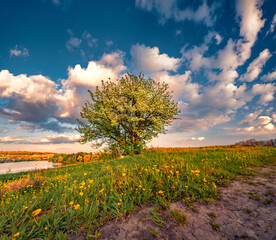 Lush hawthorn bush blooms on a green lawn. Funtustic spring sunrise on the shore of the lake. Splendid morning scene of Ukrainian countryside. Beauty of nature concept background..