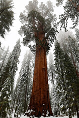 Snow covered giant sequoia