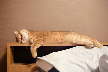 The Ginger cat sleeps on the headboard.