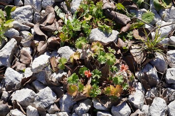 Wild geranium plant with red and green leaves  among ancient stone fragments