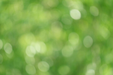 Abstract blurred green foliage bokeh in the sunlight for background and wallpaper