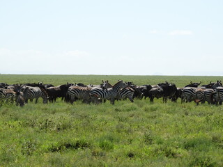 Zebra and wildebeest migrating together across the Serengeti National Park, Tanzania