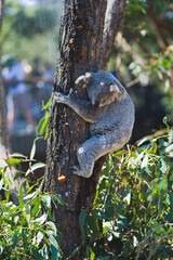A Taste of Sydney - Koala