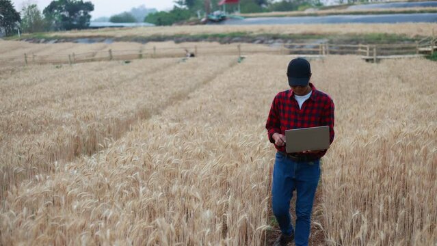 Farmer man using laptop at barley field, Concept of farmer doing control of quality with barley field.