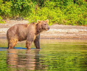 Kamchatka brown bear on the lake in summer