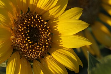 Sunflower closeup. Blooming sunflower.