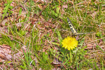 Swallowtail butterfly pollinates a dandelion