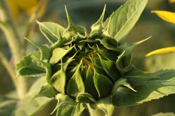 Sunflower bud growing in garden. Nature closeup.