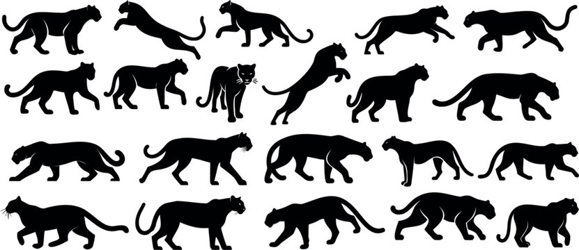 Panther silhouette , dynamic poses of black panther vector, elegant movement, strength, grace, wildlife,