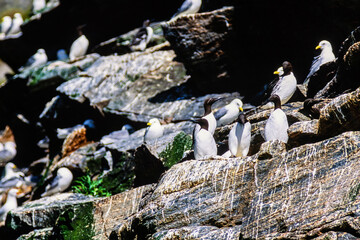 Bird colonies on a cliff with nesting Murre birds