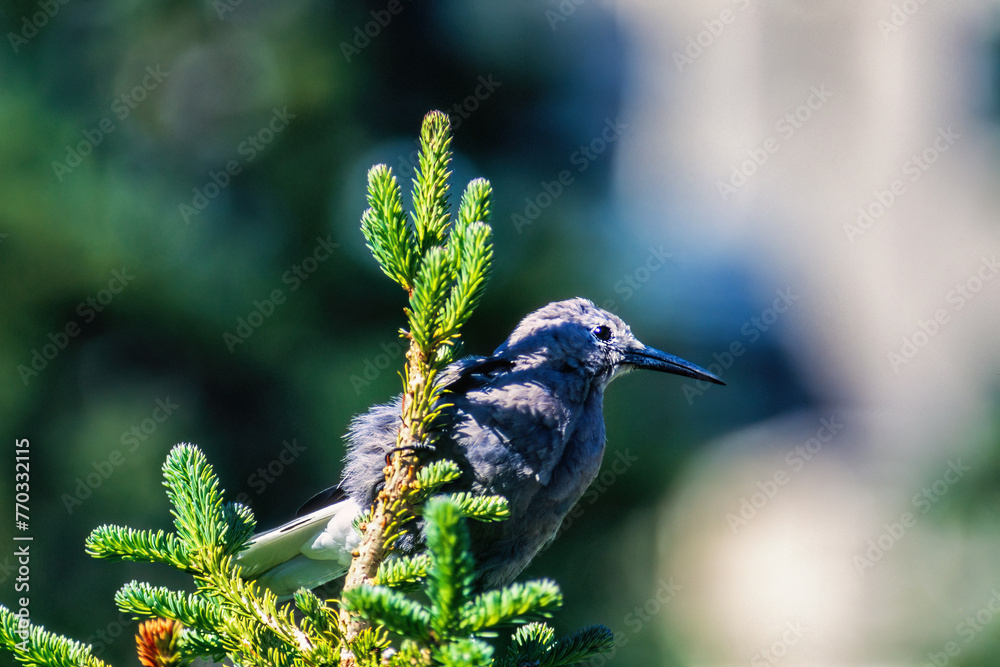 Wall mural Clark's nutcracker sitting in a spruce tree