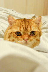 Close-up Ginger cat is so cute on the bed.