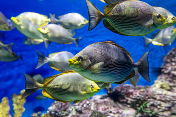 Tropical fish swimming in the aquarium. Beautiful colorful fishes in the aquarium