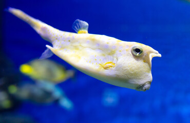 Yellow and white puffer fish swimming in the blue water aquarium