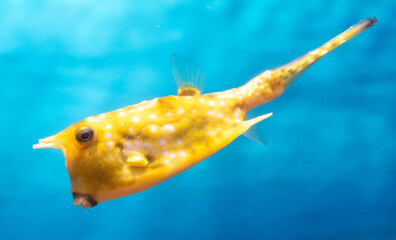 Yellow and white puffer fish swimming in the blue water aquarium © schankz
