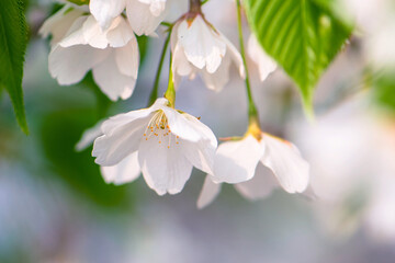 White cherry blossom in spring