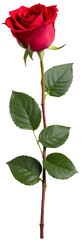 Red rose with stem and leaves PNG Element for Design, isolated, die-cut, for greeting Valentine's Day.