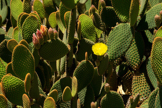 Pink buds and yellow flower of a blind prickly pear (opuntia rufida), a cactus native of Texas and New Mexico