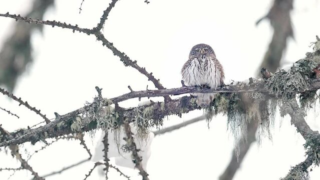 On alert, the beautiful Eurasian pigmy owl perched on branch flies away (Glaucidium passerinum)