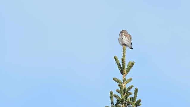 Bird of prey on the top of coniferous tree, the Eurasian pigmy owl (Glaucidium passerinum)