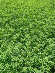 green grass texture