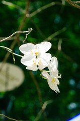 Moth Orchid, Phalaenopsis amabilis.