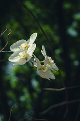 Moth Orchid, Phalaenopsis amabilis.