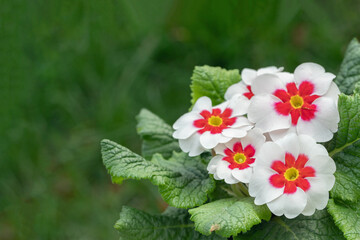 Blooming white primrose with red center. Space for your text.