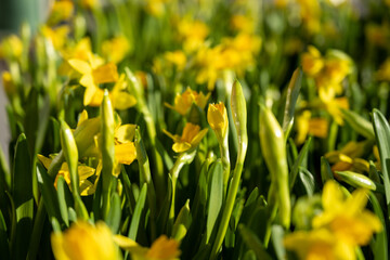 Fototapeta premium Yellow daffodils - the first flowers of spring