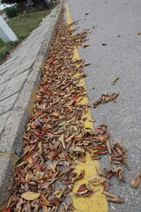 Pile Of Autumn Leaves Along Urban Sidewalk And Street. Separated bike and walking path along the main road on an autumn day in Watertown