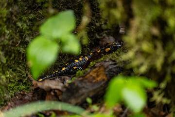 Spotted salamander, black skin color with yellow spots, shiny skin, venomous creatures. In their natural habitat, wild nature. exploring, into the wild.watercourse and lush vegetation.