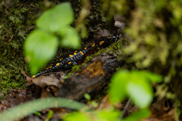 Spotted salamander, black skin color with yellow spots, shiny skin, venomous creatures. In their natural habitat, wild nature. exploring, into the wild.watercourse and lush vegetation.