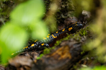 Spotted salamander, black skin color with yellow spots, shiny skin, venomous creatures. In their natural habitat, wild nature. exploring, into the wild.watercourse and lush vegetation.