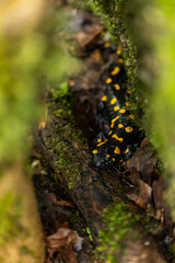 Spotted salamander, black skin color with yellow spots, shiny skin, venomous creatures. In their natural habitat, wild nature. exploring, into the wild.watercourse and lush vegetation.