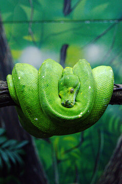 Green tree python (Morelia viridis).