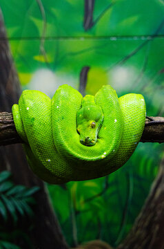 Green tree python (Morelia viridis).