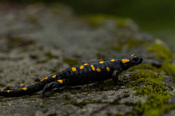 Spotted salamander, black skin color with yellow spots, shiny skin, venomous creatures. In their natural habitat, wild nature. exploring, into the wild.watercourse and lush vegetation.