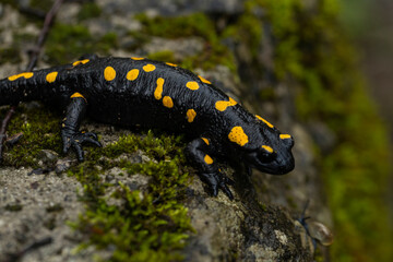 Spotted salamander, black skin color with yellow spots, shiny skin, venomous creatures. In their...