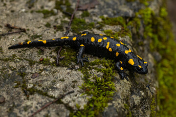Spotted salamander, black skin color with yellow spots, shiny skin, venomous creatures. In their natural habitat, wild nature. exploring, into the wild.watercourse and lush vegetation.