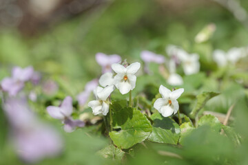 White garden violets (Viola odorata).