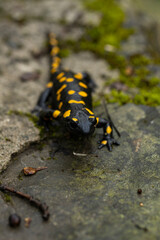 Spotted salamander, black skin color with yellow spots, shiny skin, venomous creatures. In their natural habitat, wild nature. exploring, into the wild.watercourse and lush vegetation.