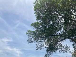tree in the sky
