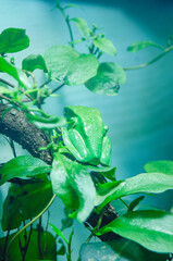 Phyllomedusa sauvagii (Waxy monkey tree frog).