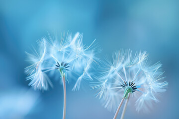 dandelion seeds blowing in the wind on blue background