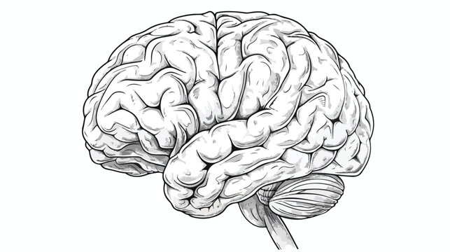Human brain black and white line illustration. 