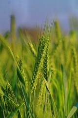 green wheat field