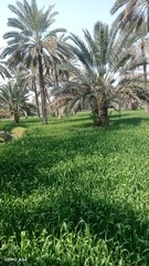 Obraz premium palm trees in the garden