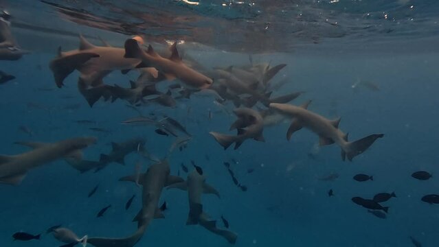 Tawny Nurse Sharks Swarming in Maldives Clear Water, Underwater