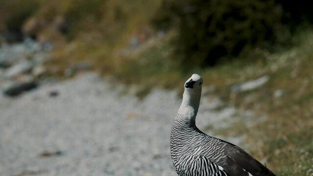 Male Upland Goose In Tierra del Fuego Archipelago, Argentina. - close up shot
